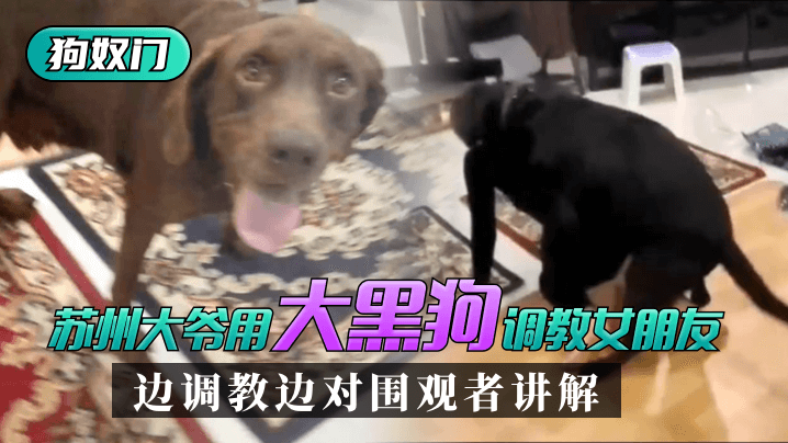 【苏州“狗奴门”】苏州大爷用大黑狗调教女朋友,边调教边对围观者讲解_
